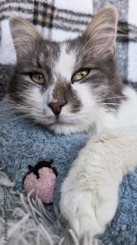 Vertical portrait clip of a sick domestic cat resting with paw on a blue pillow