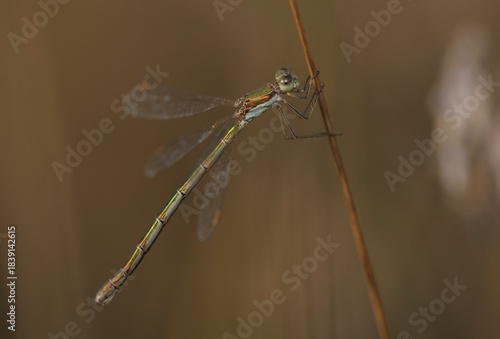 Emerald damselfly or Common spreadwing, Lestes sponsa, sitting on a dry plant. Field, autumn