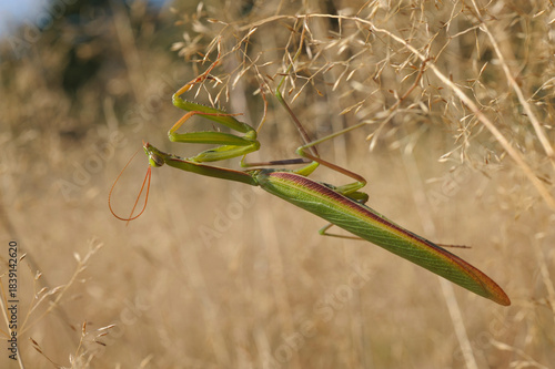 European mantis or praying mantis, Mantis religiosa, sitting on a dry plant seeking for prey, field autumn