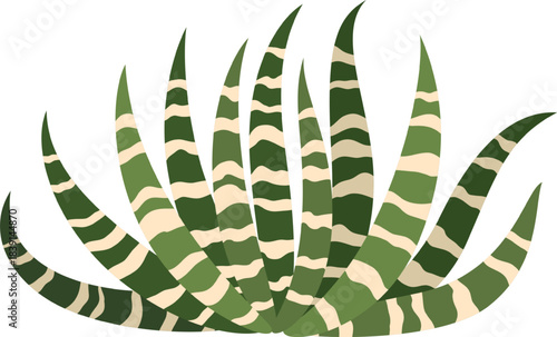 Striping succulent plant growing concept illustration