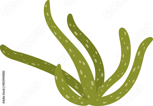 Aloe vera plant growing green spotted leaves