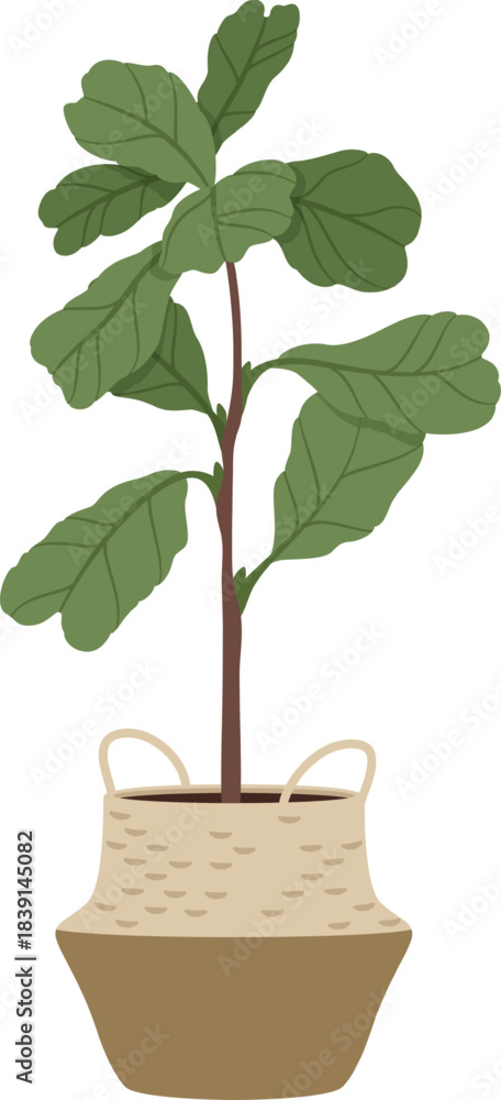 Obraz premium Fiddle leaf fig houseplant in woven basket illustration