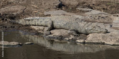 Crocodile at Sweni Hide, Kruger Park