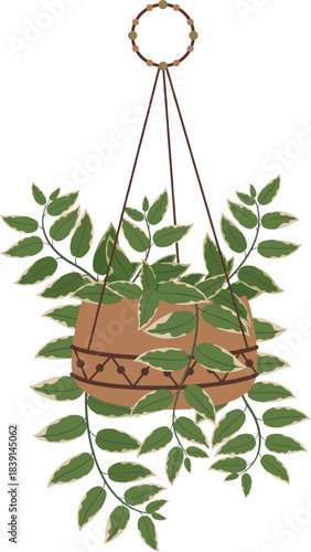 Hanging potted houseplant with green variegated leaves