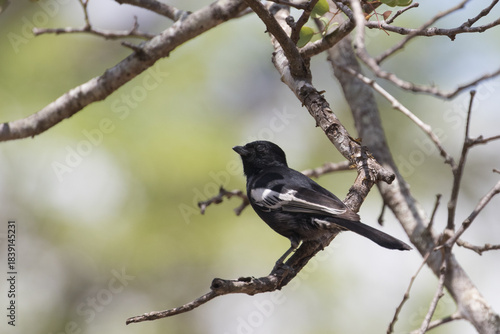 Southern black tit looking for insects early morning