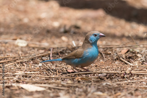 Blue waxbill eating seeds in Crocodile Bridge Camp, Kruger Park