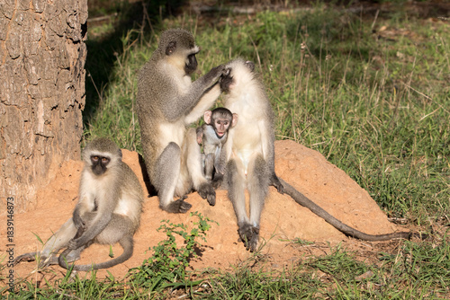 Allo grooming by vervets is a daily practice.