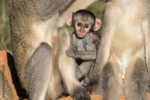 Baby vervets look very cute - but this belies the trouble they can cause in camps once habituated to humans.