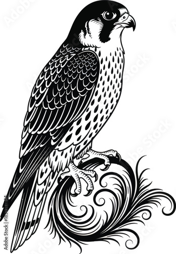 Falcon bird detailed illustration predator raptor artwork