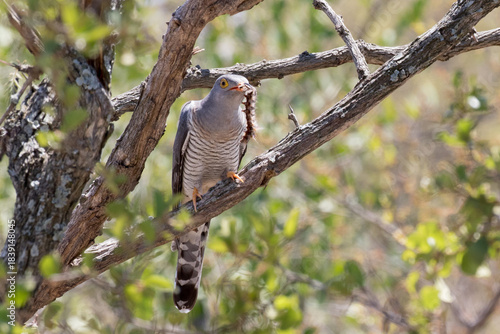 African cuckoo with its typical prey, a hairy caterpillar
