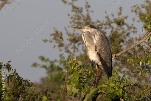 Ardea cinerea,a Grey Heron photographed at its overnight resting spot