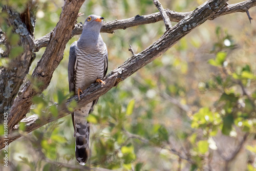 African cuckoo with its typical prey, a hairy caterpillar