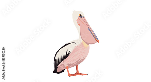 A detailed illustration of a pelican standing in profile, showcasing its distinct white feathers, black wing tips, and large pink-orange bill.