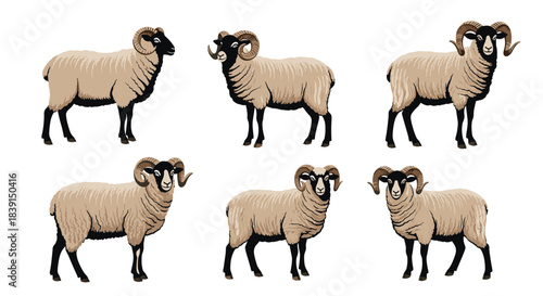 A collection of six illustrated rams with black faces, strong curled horns, and beige wool, standing in various poses on a white background.