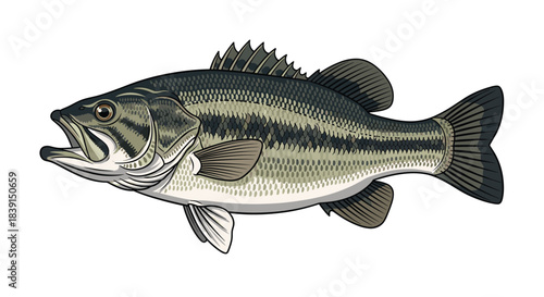 A detailed illustration of a vibrant largemouth bass fish with its mouth open, showcasing its typical aquatic appearance.