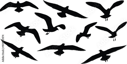 Set of Flying Seagull Silhouettes in Various Dynamic Poses, Black and White Vector Illustration for Ocean Theme Design, Nautical Background, and Nature Graphic Elements.