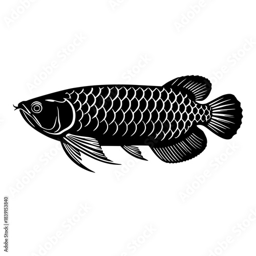 vector illustration of arowana fish