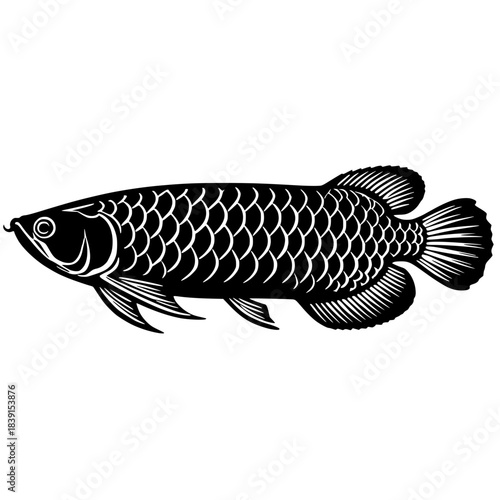 vector illustration of arowana fish