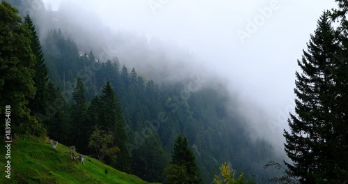 Foggy, deep-green spruce forest on slope of Rigi mountain in Switzerland on overcast day