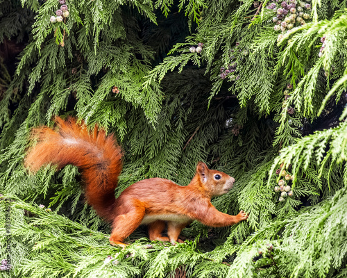 Red Squirrel on Tree Branch Eating – Cute Wildlife Animal Portrait

Niedliches Eichhörnchen in natürlicher Umgebung – Waldtier in Aktion