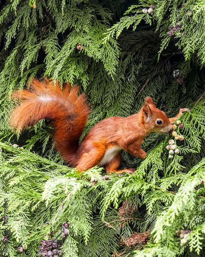 Red Squirrel on Tree Branch Eating – Cute Wildlife Animal Portrait

Niedliches Eichhörnchen in natürlicher Umgebung – Waldtier in Aktion