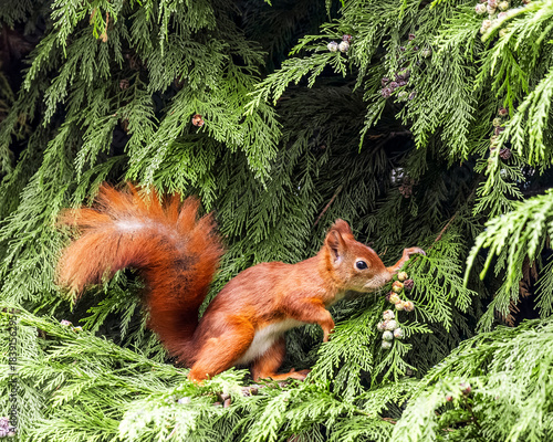 Red Squirrel on Tree Branch Eating – Cute Wildlife Animal Portrait

Niedliches Eichhörnchen in natürlicher Umgebung – Waldtier in Aktion