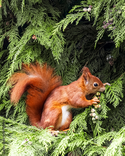 Red Squirrel on Tree Branch Eating – Cute Wildlife Animal Portrait

Niedliches Eichhörnchen in natürlicher Umgebung – Waldtier in Aktion