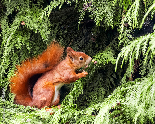 Red Squirrel on Tree Branch Eating – Cute Wildlife Animal Portrait

Niedliches Eichhörnchen in natürlicher Umgebung – Waldtier in Aktion