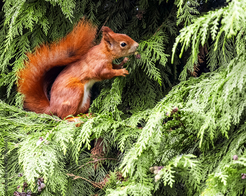 Red Squirrel on Tree Branch Eating – Cute Wildlife Animal Portrait

Niedliches Eichhörnchen in natürlicher Umgebung – Waldtier in Aktion
