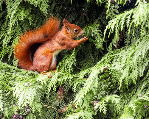 Red Squirrel on Tree Branch Eating – Cute Wildlife Animal Portrait

Niedliches Eichhörnchen in natürlicher Umgebung – Waldtier in Aktion