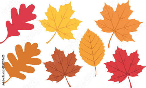 Colorful autumn leaves collection of different types on white background
