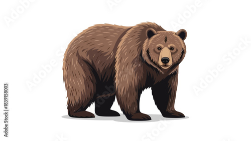 brown bear isolated on white