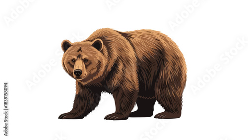 brown bear isolated on white vector