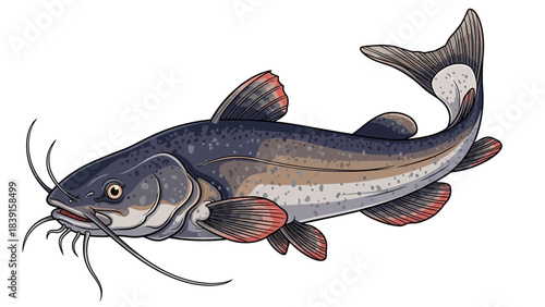 catfish on a white background