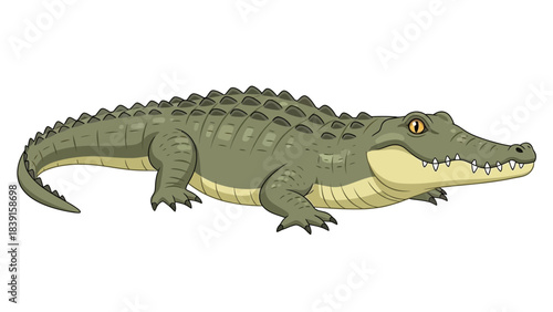 crocodile isolated on white background vector