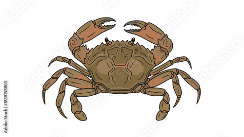 crab on white background vector