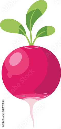 Vibrant cartoon vector illustration of a single fresh, round radish with bright magenta skin and healthy green leaves, ready for harvest.