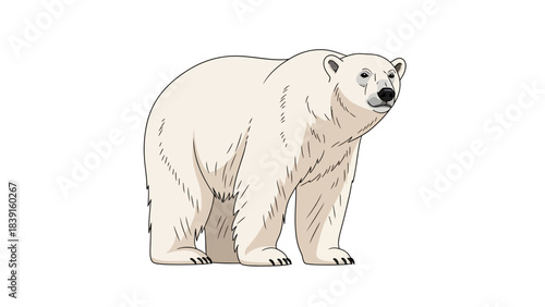 polar bear vector illustration
