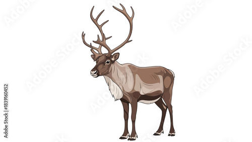 deer isolated on white background