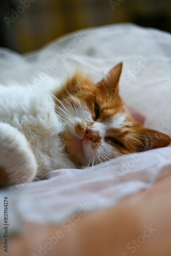 A cozy scene of ginger orange and white cat napping on a fluffy white dress, exuding warmth and comfort. Ideal for home life, pets, and relaxation themes.