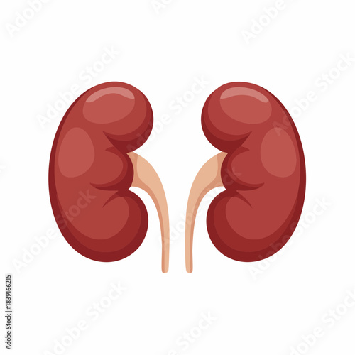 Human Kidneys Anatomy Medical Illustration.
