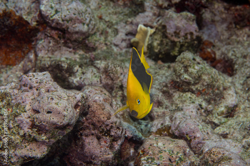 Rock Beauty Angelfish Juvenile Phase Holacanthus Tricolor with Copy-Space