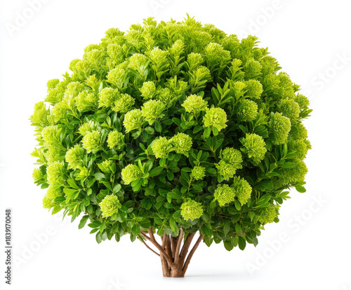 Bush isolated on white back...