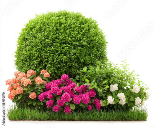 Bushes isolated on white ba...