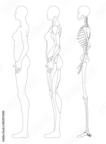 Three female skeletal outlines reveal the body's underlying structure, with subtle muscle contours defining their anatomical form. Side view