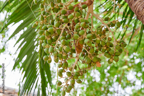 Low angle view of  green Sealing wax palm growing on tree