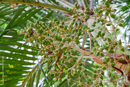 Low angle view of  green Sealing wax palm growing on tree