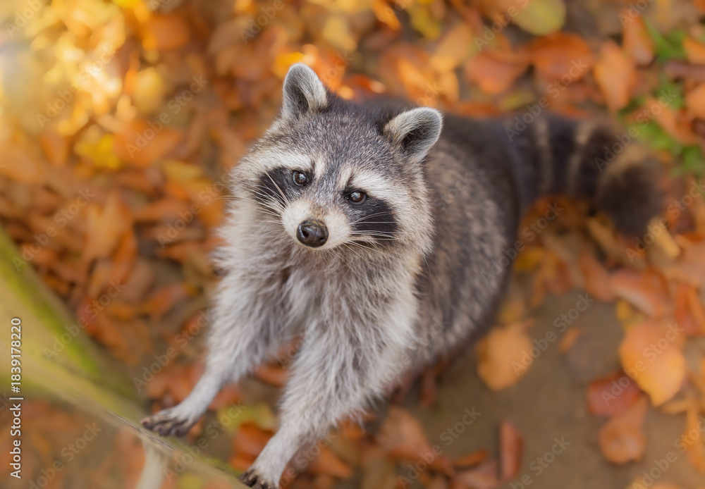 Obraz premium Portrait of a striped raccoon against the background of autumn leaves, photo of an animal. Predatory mammal of the raccoon family. Environmental protection, ecological problems. Animal in autumn.