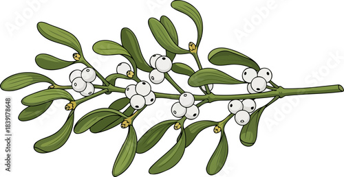 winters embrace symbolic flora for love, laughter, and lasting memories, isolated on transparent background