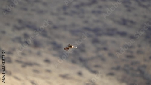 American Kestrel gliding in the sky while hunting and diving down to the ground into the grass.